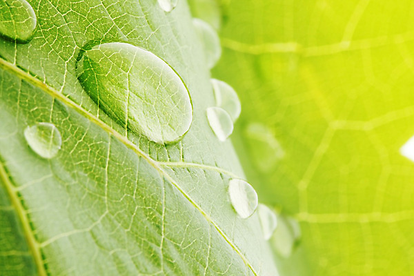 포토 JPG 해외이미지 잎 자연 근접촬영 사람없음 물 물방울 내추럴 해외202004 해외202105 해외포토 자연요소 식물 뷰포인트 생태계 파일형식