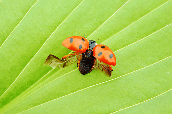 포토 JPG 해외이미지 식물 곤충 잎 자연 초원 사람없음 벌레 소프트포커스 작음 무당벌레 내추럴 해외202004 해외202105 해외포토 동물 촬영기법 크기 생태계 파일형식