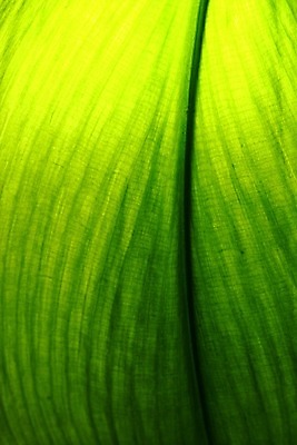 포토 JPG 해외이미지 식물 잎 자연 근접촬영 사람없음 내추럴 해외202004 해외202105 해외포토 뷰포인트 생태계 파일형식