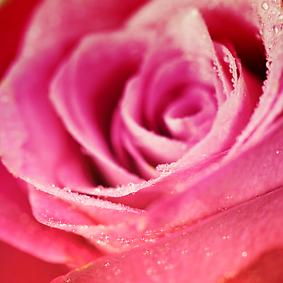 포토 JPG 해외이미지 실내 근접촬영 사람없음 장미 물방울 해외202004 해외포토 꽃 뷰포인트 내부 파일형식