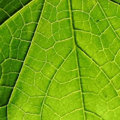 포토 JPG 해외이미지 식물 잎 자연 근접촬영 사람없음 내추럴 해외202004 해외202105 해외포토 뷰포인트 생태계 파일형식