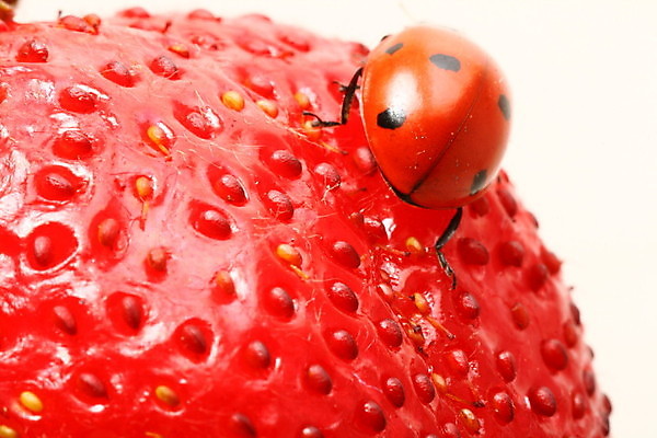 포토 JPG 해외이미지 식물 열매 곤충 과일 자연 딸기 사람없음 벌레 작음 무당벌레 해외202004 해외202105 해외포토 동물 크기 생태계 파일형식