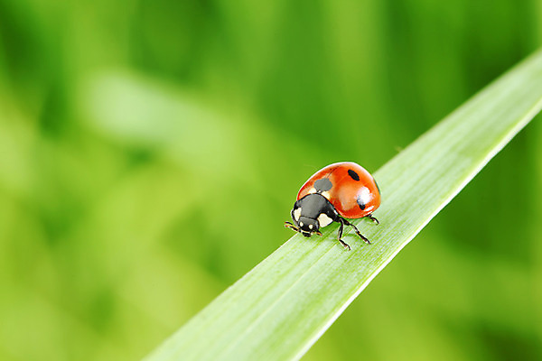 포토 JPG 해외이미지 식물 야생동물 곤충 잎 자연 잔디 초원 사람없음 물 벌레 소프트포커스 작음 무당벌레 내추럴 해외202004 해외202105 해외포토 자연요소 동물 촬영기법 크기 생태계 파일형식