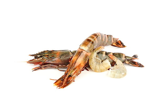 포토 JPG 해외이미지 새우 사람없음 신선 해산물 흰배경 해외202004 해외202105 해외포토 백그라운드 갑각류 흰색 파일형식