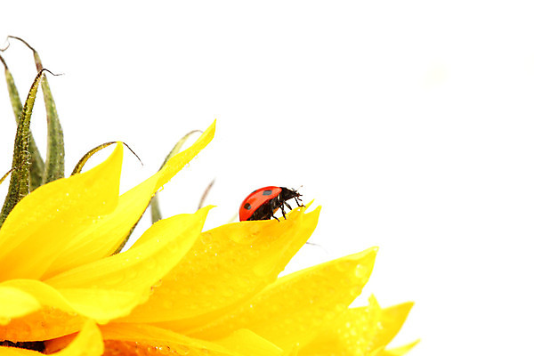 포토 JPG 해외이미지 식물 꽃잎 곤충 자연 해바라기 사람없음 야외 맑음 벌레 작음 무당벌레 내추럴 해외202004 해외202105 해외포토 동물 꽃 날씨 크기 생태계 파일형식