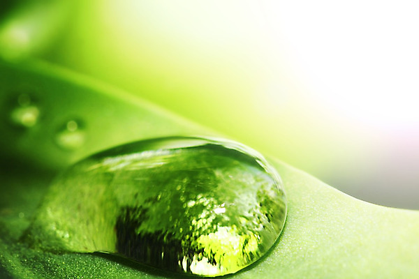 포토 JPG 해외이미지 식물 잎 자연 근접촬영 사람없음 물 반사 물방울 해외202004 해외202105 해외포토 자연요소 뷰포인트 생태계 파일형식