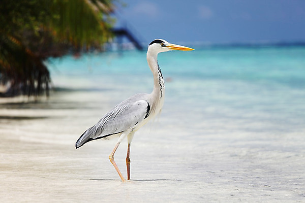 포토 JPG 해외이미지 동물 1 야생동물 어린이 모래 바다 백그라운드 이동 날개 자연 조류 하늘 바람 사랑 풍경 사람없음 야외 물 여름 파란색 빛 우주 희망 침묵 자유 흰색 오픈 큼 심볼 순수 부리 돌봄 무료 황새 해외202004 해외202105 해외포토 자연요소 계절 감정 컬러 컨셉 모션 날씨 사람 소리 크기 생태계 파일형식