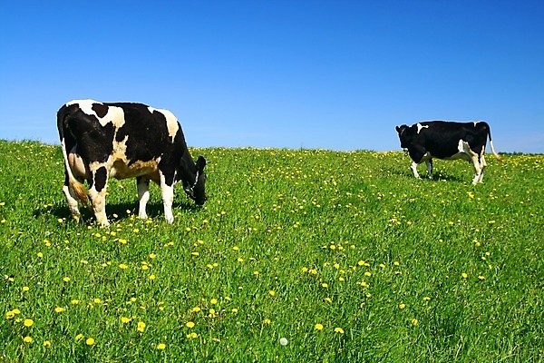 포토 JPG 해외이미지 동물 구름 밭 농업 포유류 자연 하늘 풍경 초원 사람없음 초록색 여름 파란색 햇빛 농장 농경지 마을 환경 맑음 가축 침묵 목장 우유 시골 소 양치기 군중 언덕 밭일 찰과상 목가 해외202004 해외202105 해외포토 자연요소 직업 계절 산업 컬러 날씨 유제품 사람 태양 소리 상처 생태계 파일형식