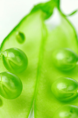 포토 JPG 해외이미지 채소 자연 콩 근접촬영 사람없음 농작물 날것 콩깍지 내추럴 꼬투리 해외202004 해외202105 해외포토 뷰포인트 농업 곡류 생태계 파일형식