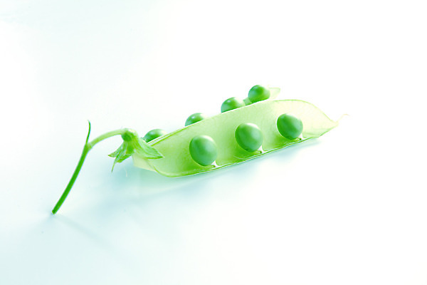 포토 JPG 해외이미지 식물 채소 자연 사람없음 완두콩 내추럴 꼬투리 해외202004 해외202105 해외포토 콩 생태계 파일형식