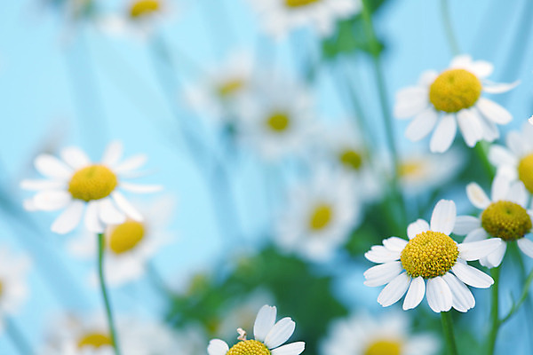 포토 JPG 해외이미지 식물 꽃 백그라운드 자연 친절 국화 초원 사람없음 초록색 여름 파란색 노란색 흰색 신선 신용카드 닫기 데이지 영원 캐모마일 해외202004 해외202105 해외포토 계절 컬러 모션 금융 허브 생태계 파일형식