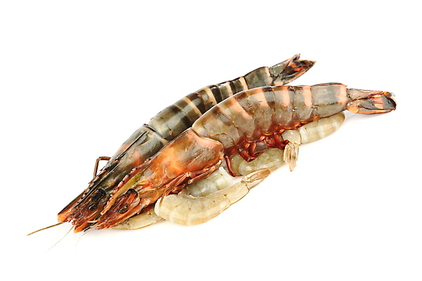 포토 JPG 해외이미지 새우 사람없음 신선 해산물 흰배경 해외202004 해외202105 해외포토 백그라운드 갑각류 흰색 파일형식