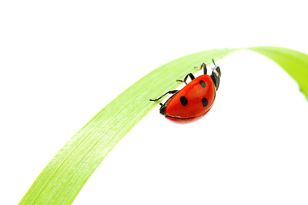 포토 JPG 해외이미지 식물 야생동물 곤충 잎 자연 초원 사람없음 벌레 소프트포커스 작음 무당벌레 내추럴 해외202004 해외202105 해외포토 동물 촬영기법 크기 생태계 파일형식