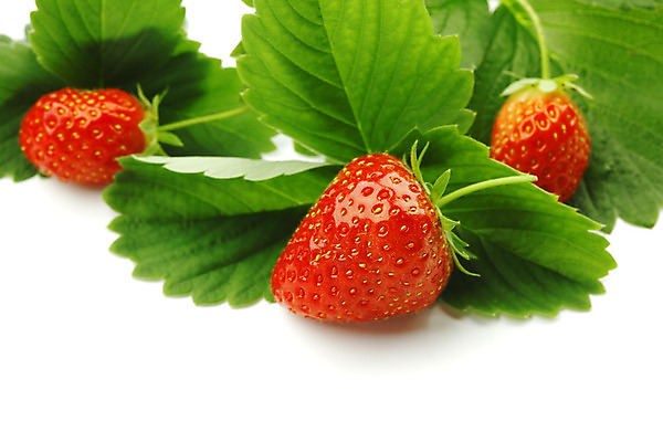 포토 JPG 해외이미지 열매 과일 딸기 사람없음 내추럴 딸기잎 해외202004 해외202105 해외포토 식물 잎 파일형식