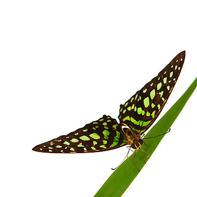 포토 JPG 해외이미지 식물 야생동물 나비 곤충 자연 생물 사람없음 내추럴 땅바닥 영원 해외202004 해외202105 해외포토 동물 바닥 생태계 파일형식