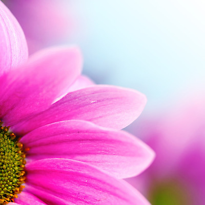 포토 JPG 해외이미지 식물 꽃 분홍색 결혼 추상 국화 사람없음 벚꽃 생일 카피스페이스 해외202004 해외202105 해외포토 기념일 컬러 무늬 이벤트 공백 파일형식