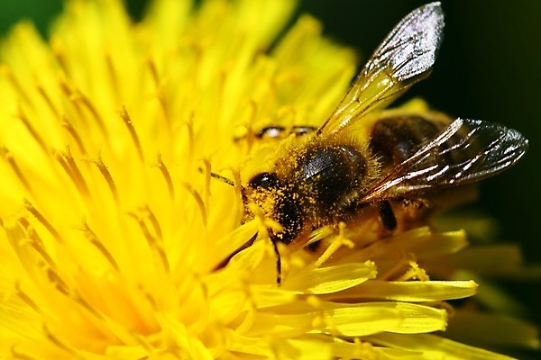 포토 JPG 해외이미지 식물 꽃잎 곤충 자연 사람없음 민들레 바쁨 꿀 해외202004 해외202105 해외포토 동물 꽃 생태계 파일형식