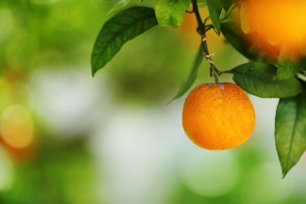 포토 JPG 해외이미지 나무 열매 과일 자연 사람없음 아웃포커스 소프트포커스 보케 해외202004 해외202105 해외포토 식물 촬영기법 생태계 파일형식