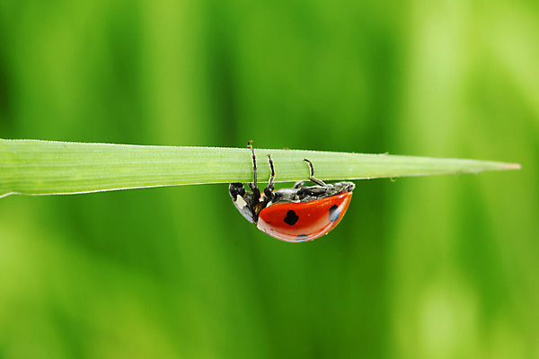 포토 JPG 해외이미지 식물 야생동물 곤충 잎 자연 잔디 초원 사람없음 물 벌레 소프트포커스 작음 무당벌레 내추럴 해외202004 해외202105 해외포토 자연요소 동물 촬영기법 크기 생태계 파일형식
