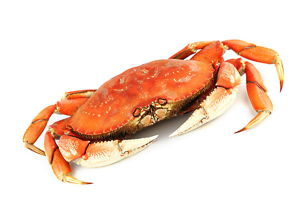 포토 JPG 해외이미지 사람없음 게 신선 해산물 흰배경 집게발 해외202004 해외202105 해외포토 백그라운드 갑각류 흰색 파일형식