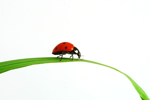 포토 JPG 해외이미지 식물 곤충 자연 사람없음 벌레 작음 무당벌레 내추럴 해외202004 해외202105 해외포토 동물 크기 생태계 파일형식