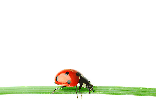 포토 JPG 해외이미지 식물 곤충 자연 사람없음 벌레 작음 무당벌레 내추럴 해외202004 해외202105 해외포토 동물 크기 생태계 파일형식