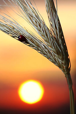포토 JPG 해외이미지 식물 계절 행복 곤충 백그라운드 컨셉 자연 안테나 씨앗 사람없음 빨간색 컬러풀 햇빛 노란색 일출 환경 정원 일몰 봄 흰색 신선 점 칼날 벌레 보호 낟알 발사 밀 허브 딱정벌레 묘사 생물학 무당벌레 내추럴 해외202004 해외202105 해외포토 동물 교육 감정 컬러 통신 곡류 태양 노을 생태계 파일형식
