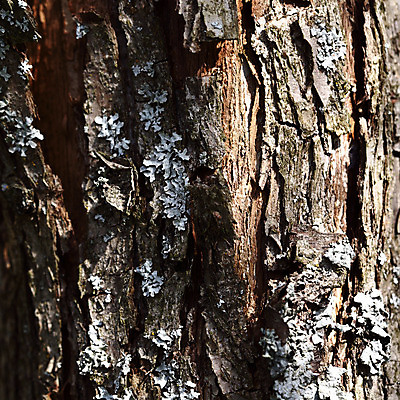 포토 JPG 해외이미지 나무 산업 백그라운드 무늬 패턴 추상 미술 사람없음 목재 갈색 반지 판넬 거친 널 숲 자르기 천 목수 묘사 질감 통나무 목공예 잡동사니 내추럴 방법 수목 옛날 노화 해외202004 해외202105 해외포토 식물 직업 컬러 컨셉 재료 장신구 모션 문화예술 직물 공예 파일형식