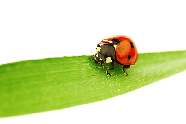 포토 JPG 해외이미지 식물 야생동물 곤충 잎 자연 초원 사람없음 벌레 소프트포커스 작음 무당벌레 내추럴 해외202004 해외202105 해외포토 동물 촬영기법 크기 생태계 파일형식