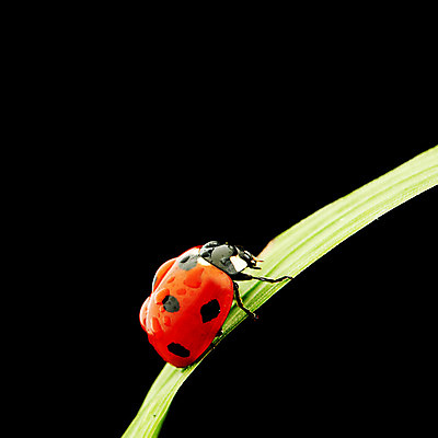 포토 JPG 해외이미지 식물 곤충 자연 사람없음 벌레 작음 무당벌레 내추럴 해외202004 해외202105 해외포토 동물 크기 생태계 파일형식