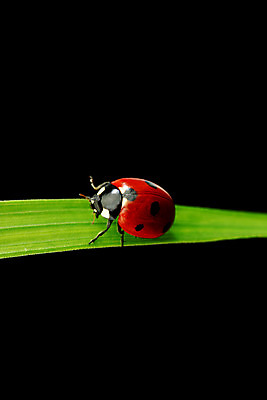 포토 JPG 해외이미지 식물 곤충 자연 사람없음 벌레 작음 무당벌레 내추럴 해외202004 해외202105 해외포토 동물 크기 생태계 파일형식