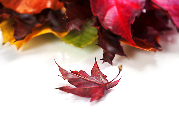 포토 JPG 해외이미지 실내 사람없음 가을 흰배경 해외202004 해외포토 계절 백그라운드 내부 흰색 파일형식