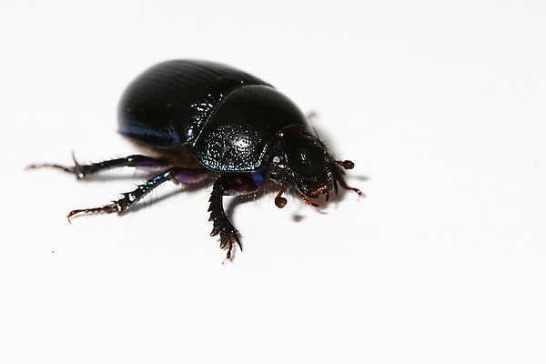 포토 JPG 해외이미지 곤충 자연 사람없음 딱정벌레 해외202004 해외202105 해외포토 동물 생태계 파일형식