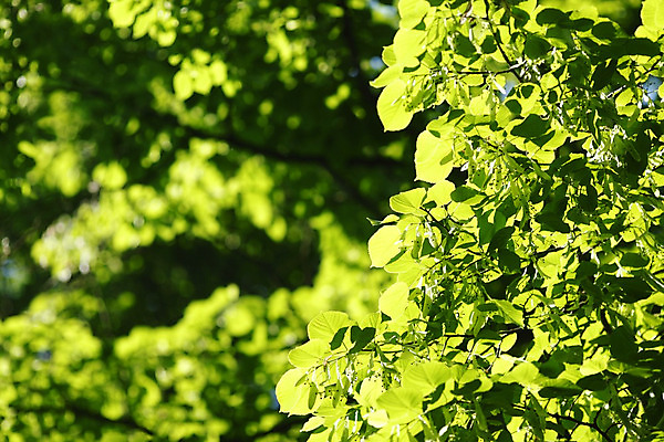 포토 JPG 해외이미지 나무 식물 공원 백그라운드 잎 자연 사람없음 야외 초록색 빛 햇빛 환경 맑음 봄 성장 나뭇가지 신선 숲 내추럴 해외202004 해외202105 해외포토 계절 공공시설 컬러 날씨 태양 생태계 파일형식