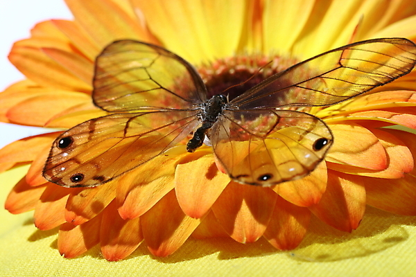 포토 JPG 해외이미지 한마리 나비 곤충 자연 사람없음 투명 흰배경 거베라 해외202004 해외202105 해외포토 동물 1 꽃 백그라운드 흰색 생태계 파일형식