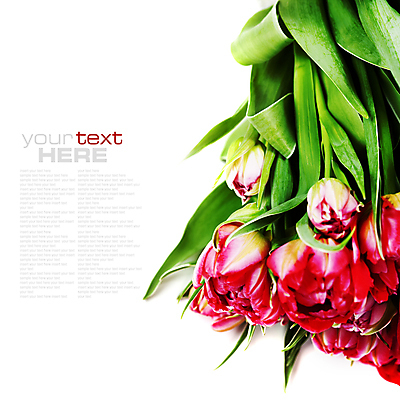 포토 JPG 해외이미지 꽃다발 사람없음 튤립 흰배경 카피스페이스 해외202004 해외포토 꽃 백그라운드 공백 흰색 파일형식