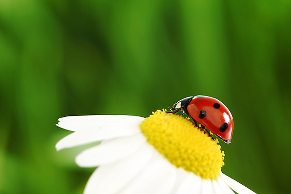 포토 JPG 해외이미지 식물 곤충 자연 사람없음 벌레 작음 데이지 무당벌레 내추럴 캐모마일 해외202004 해외202105 해외포토 동물 꽃 크기 허브 생태계 파일형식