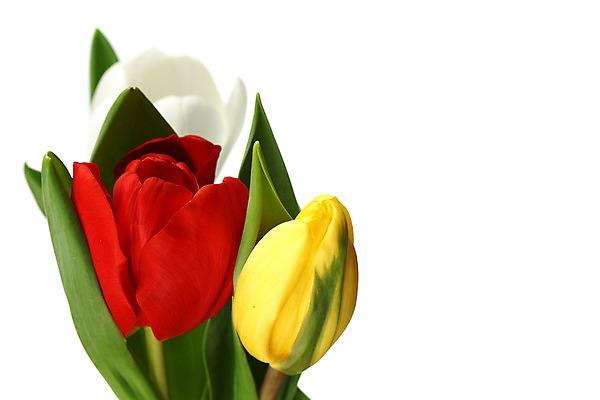 포토 JPG 해외이미지 식물 기념일 꽃잎 꽃 줄기 꽃다발 백그라운드 컨셉 꽃무늬 자연 휴가 부활절 기념 발렌타인데이 선물 사랑 사람없음 장식 빨간색 초록색 컬러풀 노란색 우주 봄 낭만 튤립 벚꽃 축하 인사 신선 신용카드 클래식 우아함 다발 배열 꽃집 묘사 내추럴 고립 칭찬 해외202004 해외202105 해외포토 계절 감정 컬러 무늬 데이이벤트 이벤트 금융 상점 예절 생태계 파일형식