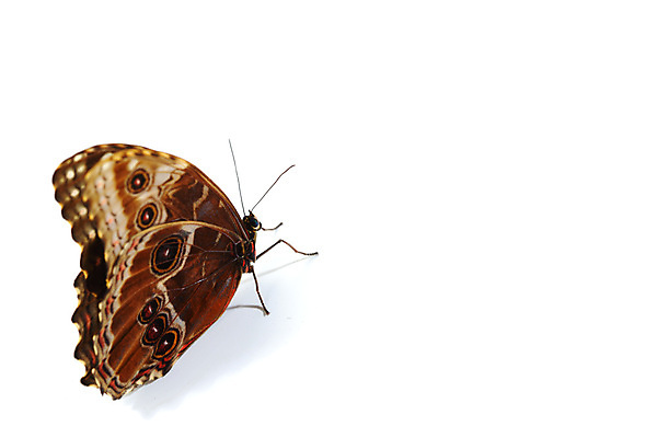 포토 JPG 해외이미지 동물 무료이미지 야생동물 나비 곤충 백그라운드 날개 자연 날리기 생물 안테나 사람없음 파란색 검은색 활발 오픈 벌레 묘사 고립 아마존 페루 해외202004 해외202105 해외포토 컬러 컨셉 통신 모션 남아메리카 생태계 파일형식 무료콘텐츠