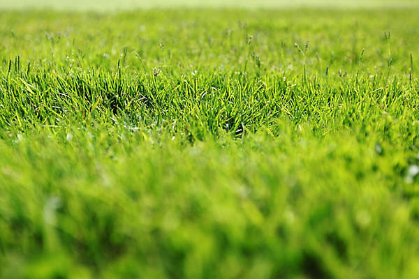 포토 JPG 해외이미지 식물 계절 공원 스포츠 백그라운드 잎 꽃무늬 패턴 밭 골프 자연 벽지 추상 프레임 잔디 초원 사람없음 야외 초록색 여름 환경 축구 봄 활발 성장 신선 보호 땅 질감 내추럴 생태학 해외202004 해외202105 해외포토 공공시설 교육 꽃 컬러 컨셉 무늬 농업 구기 생태계 파일형식
