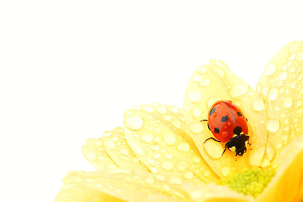 포토 JPG 해외이미지 식물 꽃잎 곤충 자연 초원 사람없음 야외 맑음 벌레 작음 무당벌레 내추럴 해외202004 해외202105 해외포토 동물 꽃 날씨 크기 생태계 파일형식