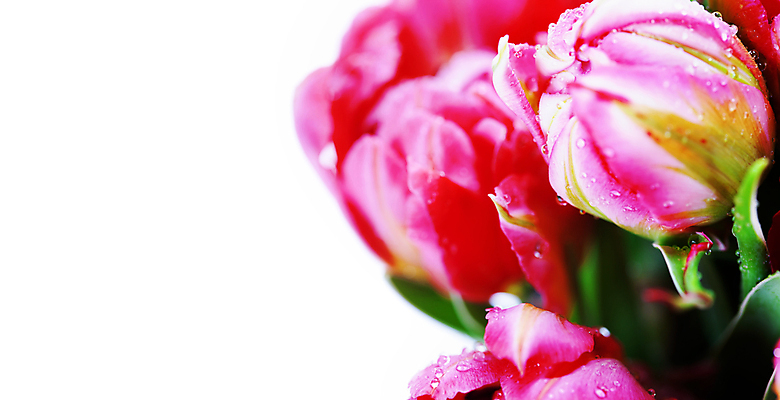 포토 JPG 해외이미지 꽃다발 실내 근접촬영 사람없음 튤립 물방울 흰배경 카피스페이스 해외202004 해외포토 꽃 뷰포인트 백그라운드 내부 공백 흰색 파일형식