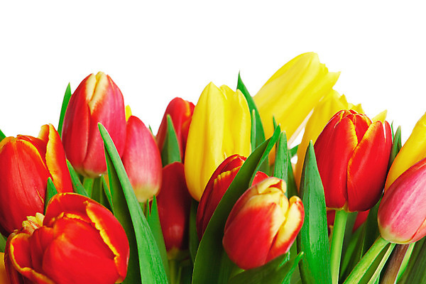 포토 JPG 해외이미지 꽃 꽃다발 백그라운드 오렌지 자연 휴가 부활절 선물 사람없음 빨간색 초록색 노란색 봄 튤립 벚꽃 흰색 신선 다발 배열 내추럴 고립 카피스페이스 해외202004 해외202105 해외포토 식물 계절 기념일 컬러 과일 공백 생태계 파일형식