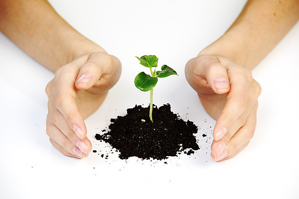 포토 JPG 해외이미지 스튜디오촬영 무료이미지 손 신체부위 새싹 흙 보호 흰배경 손모으기 해외202004 해외202105 해외포토 식물 백그라운드 컨셉 실내 사람 손짓 흰색 파일형식 무료콘텐츠