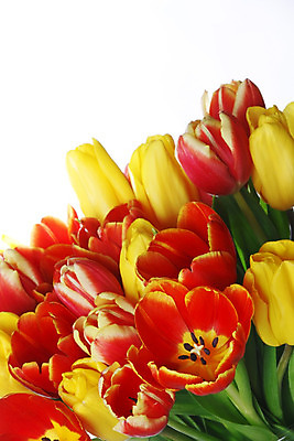 포토 JPG 해외이미지 꽃 꽃다발 백그라운드 자연 휴가 선물 사람없음 빨간색 초록색 노란색 봄 튤립 벚꽃 흰색 신용카드 모서리 다발 고립 해외202004 해외202105 해외포토 식물 계절 컬러 금융 생태계 파일형식