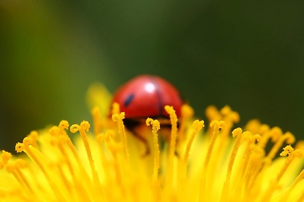 포토 JPG 해외이미지 식물 구름 곤충 자연 사람없음 벌레 작음 민들레 무당벌레 해외202004 해외202105 해외포토 자연요소 동물 꽃 크기 생태계 파일형식