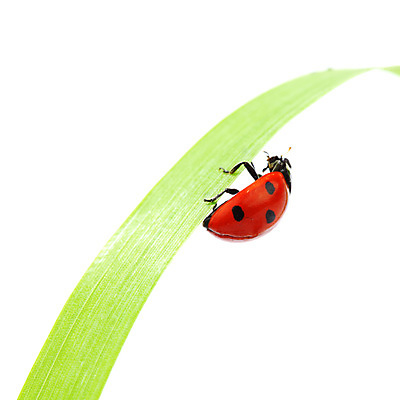 포토 JPG 해외이미지 식물 곤충 자연 사람없음 벌레 작음 무당벌레 내추럴 해외202004 해외202105 해외포토 동물 크기 생태계 파일형식