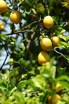 포토 JPG 해외이미지 나무 식물 음식 백그라운드 잎 밭 농업 과일 자연 귤 매달리기 건강 사람없음 초록색 물 농작물 햇빛 농장 노란색 우주 맑음 주스 수확 성장 나뭇가지 신선 소프트포커스 숲 다발 지중해 레몬 가득함 유기농 보케 라임 내추럴 블러 숙성 많음 카피스페이스 해외202004 해외202105 레몬나무 해외포토 자연요소 웰빙 산업 음료 바다 컬러 컨셉 모션 날씨 촬영기법 태양 공백 생태계 파일형식