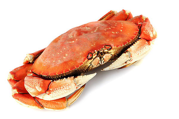 포토 JPG 해외이미지 사람없음 게 신선 해산물 흰배경 집게발 해외202004 해외202105 해외포토 백그라운드 갑각류 흰색 파일형식