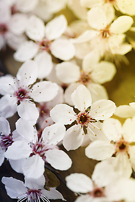 포토 JPG 해외이미지 봄꽃 실내 사람없음 아웃포커스 벚꽃 가득함 해외202004 해외포토 꽃 촬영기법 내부 봄 파일형식